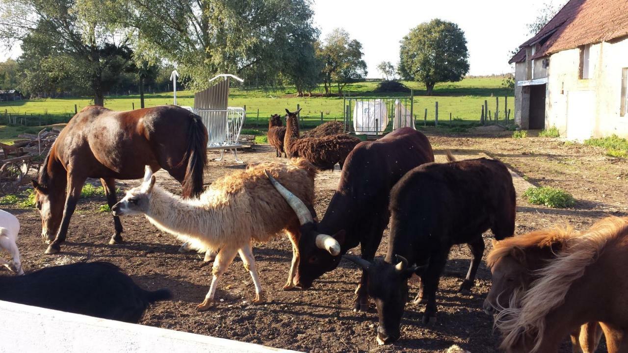 La Ferme Aux Kangourous Donzy Kültér fotó