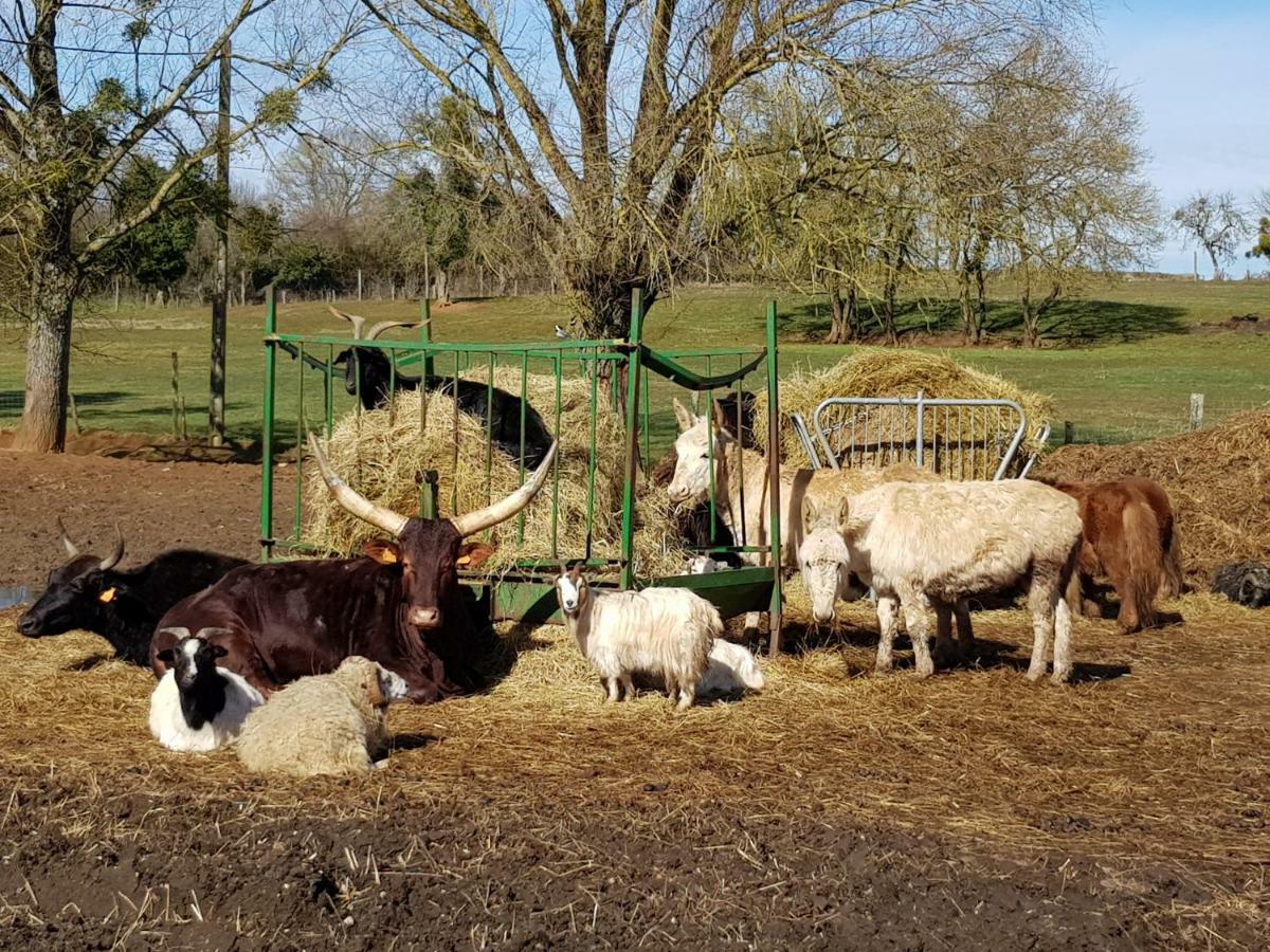 La Ferme Aux Kangourous Donzy Kültér fotó
