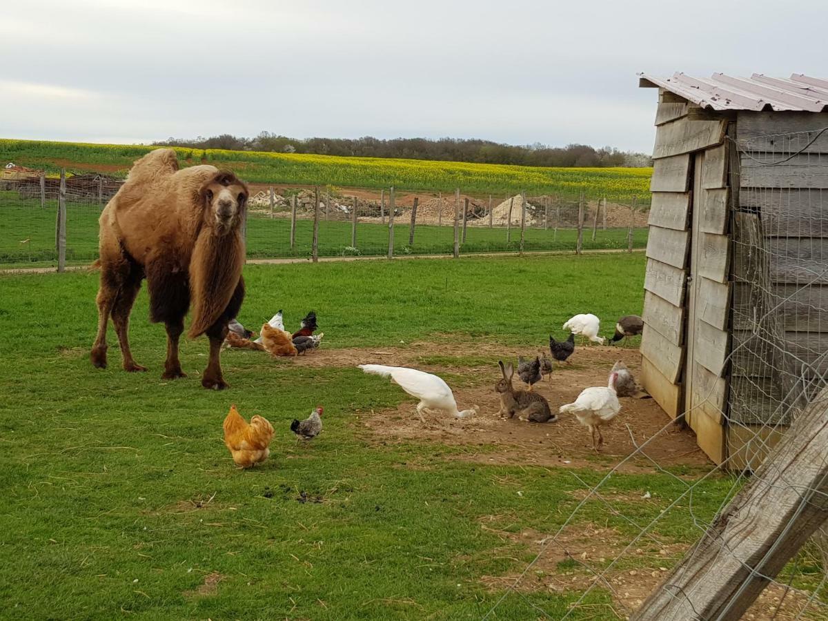 La Ferme Aux Kangourous Donzy Kültér fotó